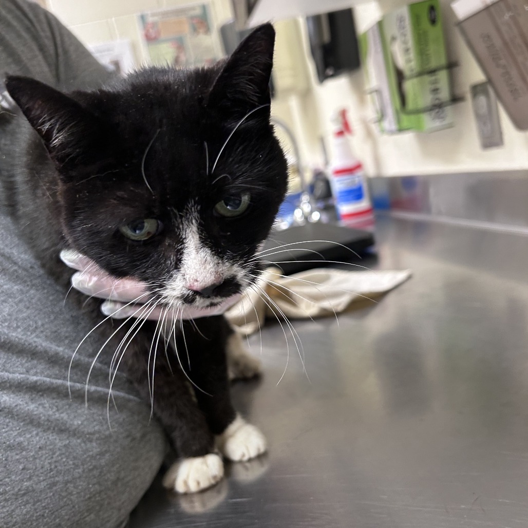Shelter Stray Female Cat last seen , Asheville, NC 28806