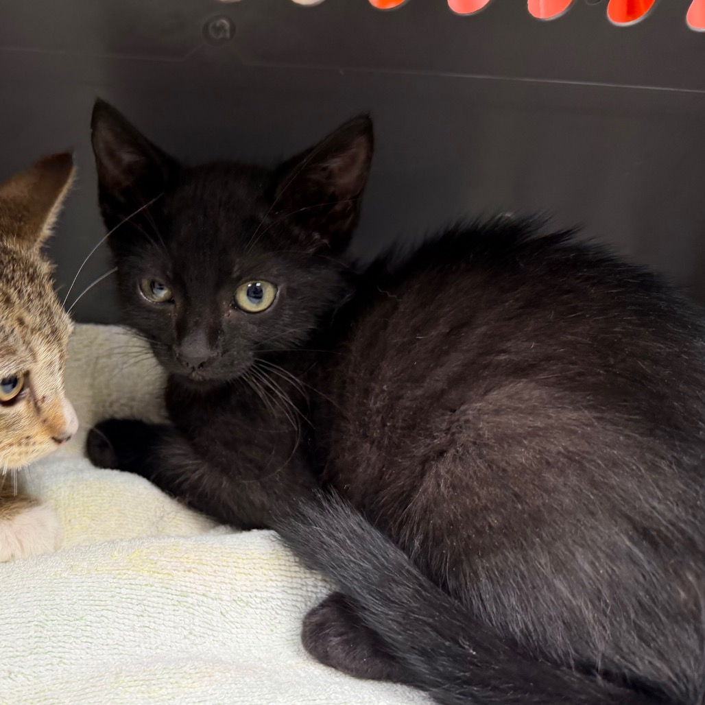 Shelter Stray Male Cat last seen , Dickinson, TX 77539