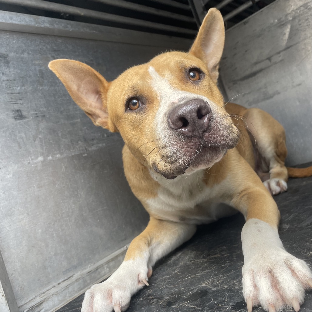 Shelter Stray Male Dog last seen , Edinburg, TX 78539