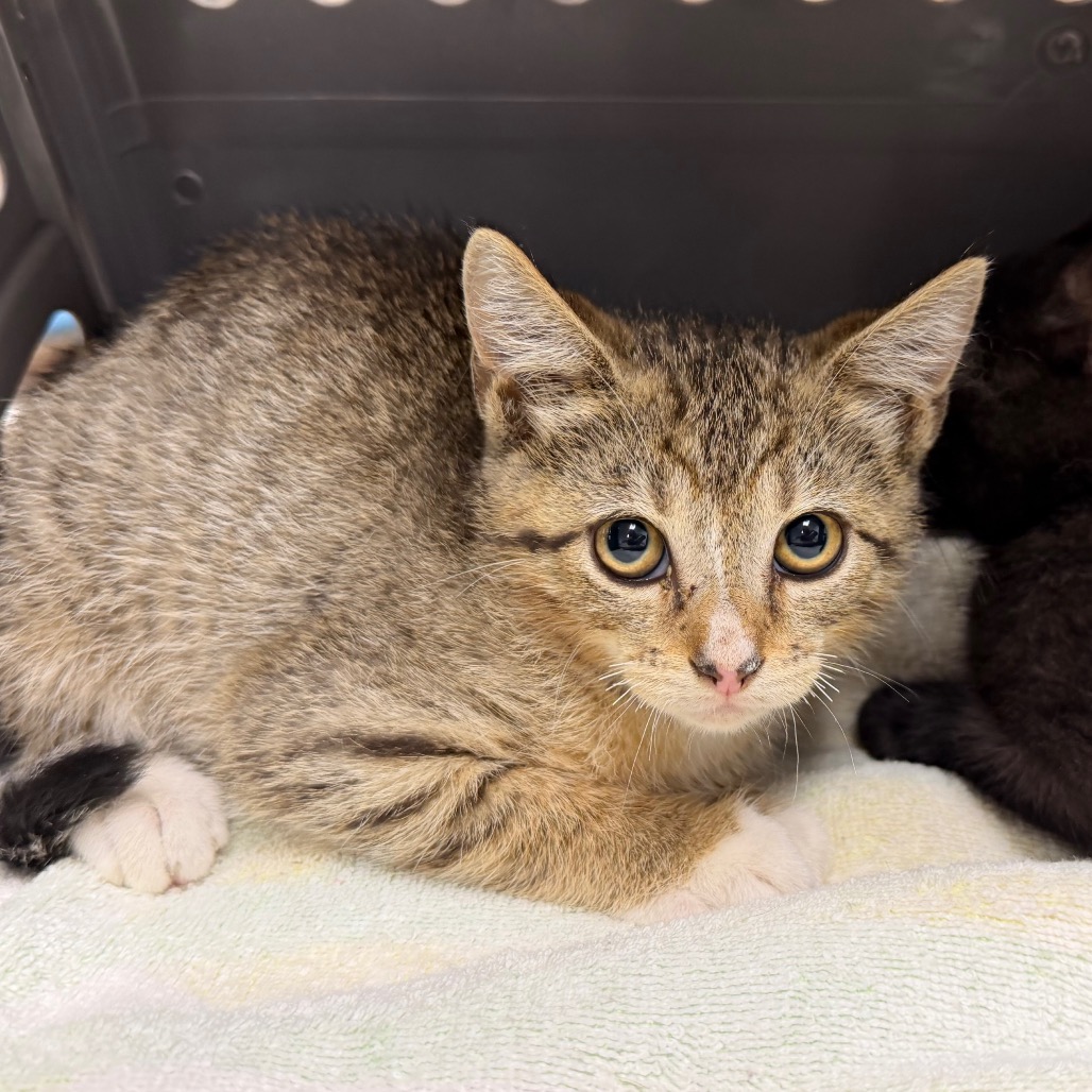 Shelter Stray Male Cat last seen , Dickinson, TX 77539