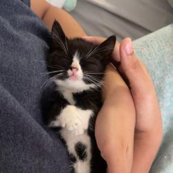 Shelter Stray Female Cat last seen , Greensboro, NC 27409