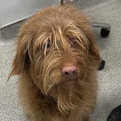 Shelter Stray Male Dog last seen , Matteson, IL 60443