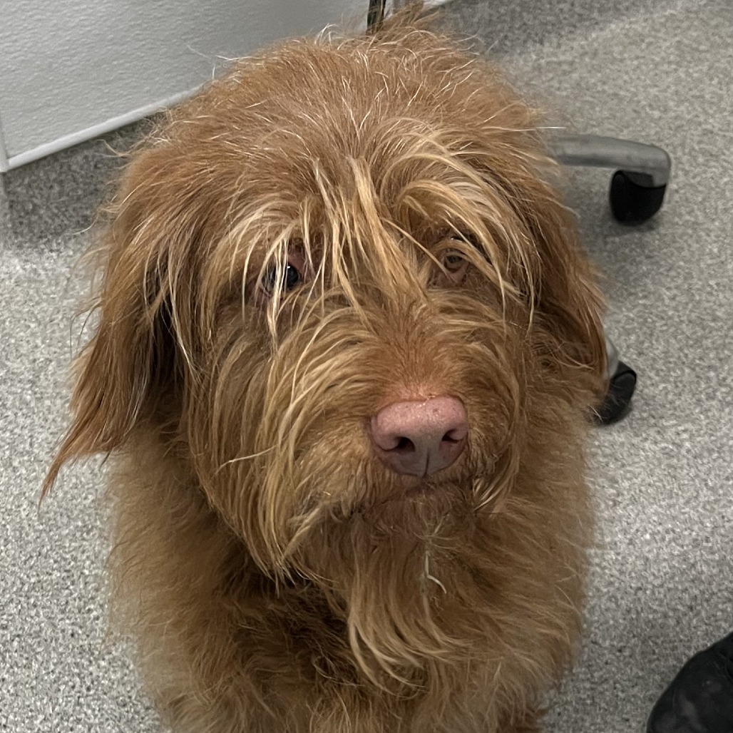 Shelter Stray Male Dog last seen , Matteson, IL 60443