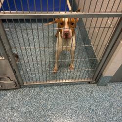 Shelter Stray Male Dog last seen , Greensboro, NC 27409
