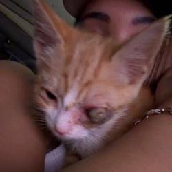 Shelter Stray Male Cat last seen , Greensboro, NC 27409