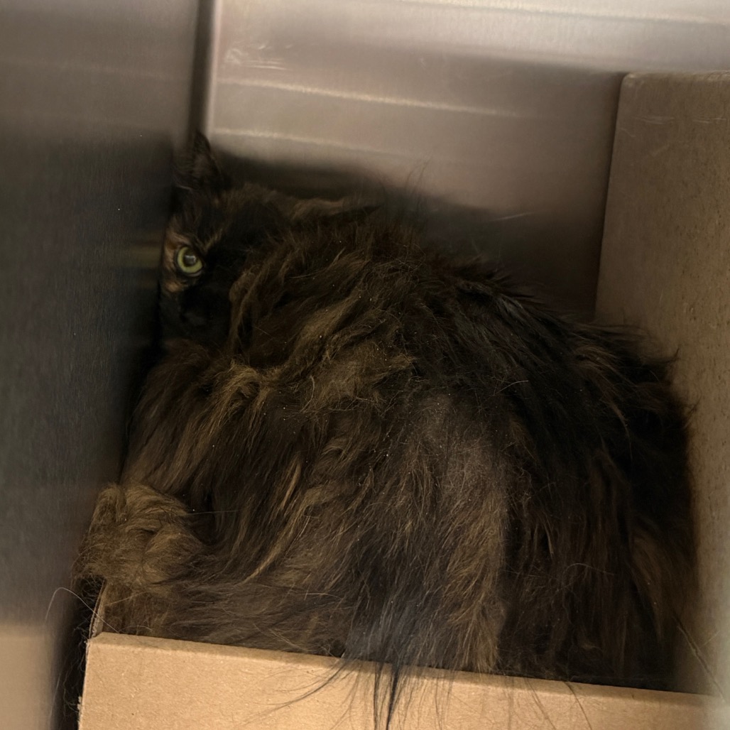 Shelter Stray Female Cat last seen , Philadelphia, PA 19140