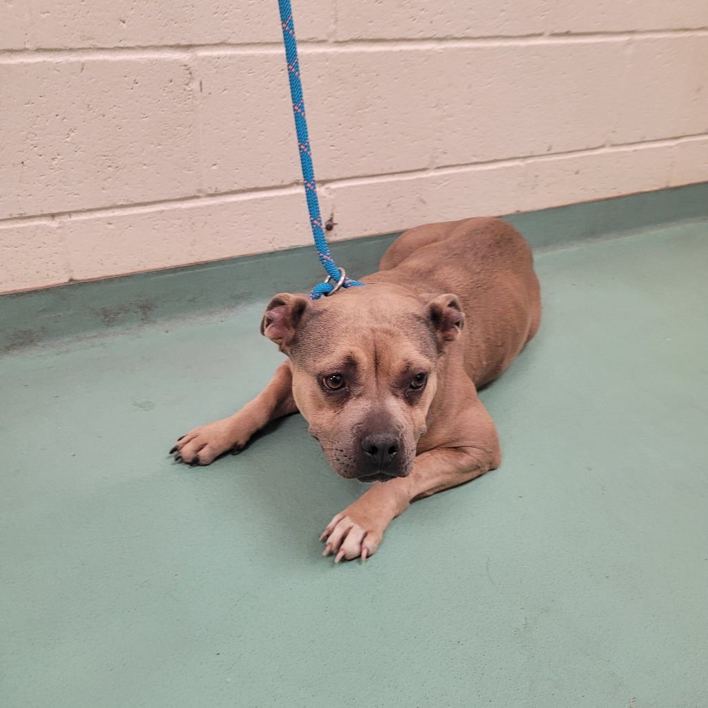 Shelter Stray Female Dog last seen , Memphis, TN 38133