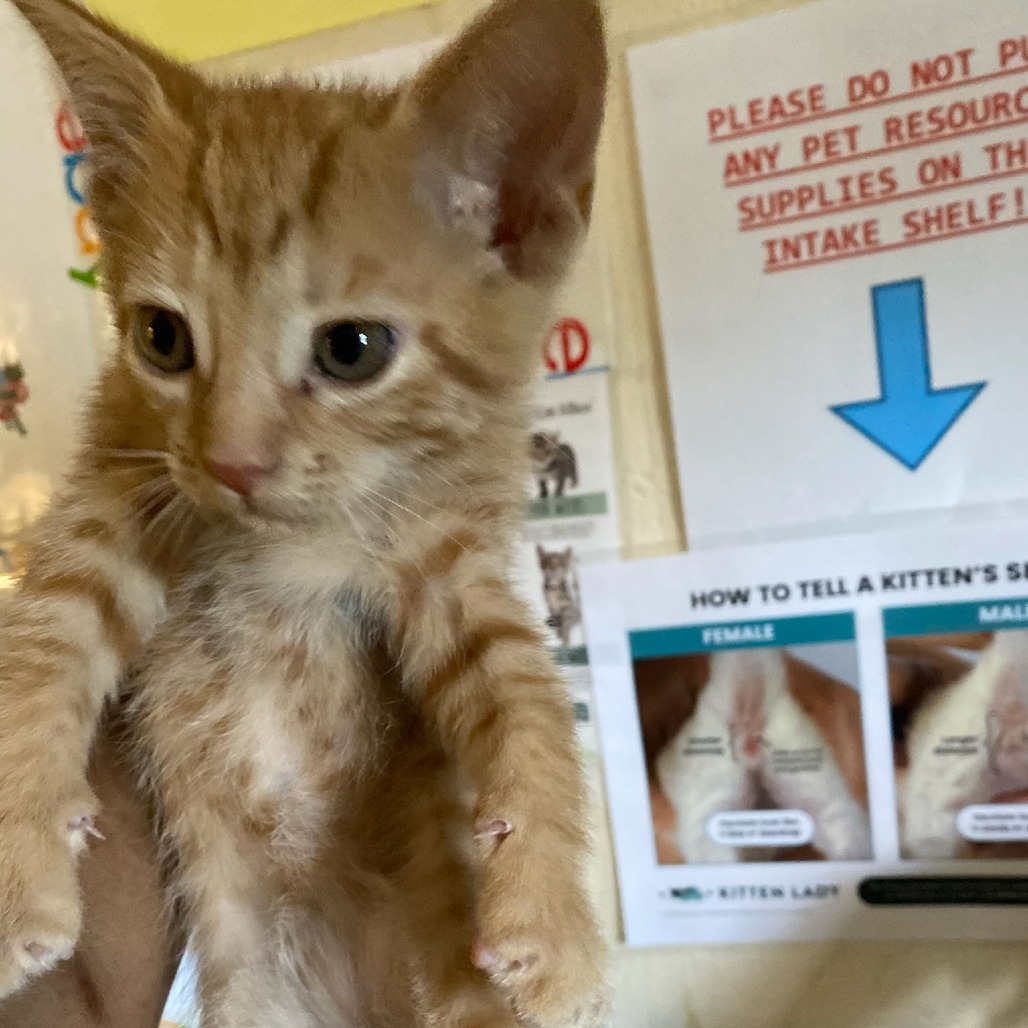 Shelter Stray Female Cat last seen , Memphis, TN 38133