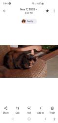 Lost Female Cat last seen Holiday Dam Rd, Belton, SC 29627