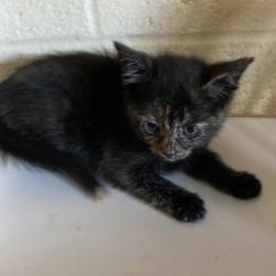 Shelter Stray Female Cat last seen , Memphis, TN 38133