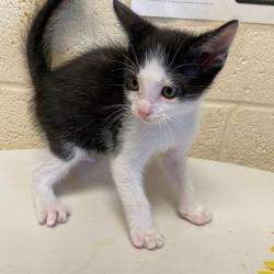 Shelter Stray Male Cat last seen , Memphis, TN 38133