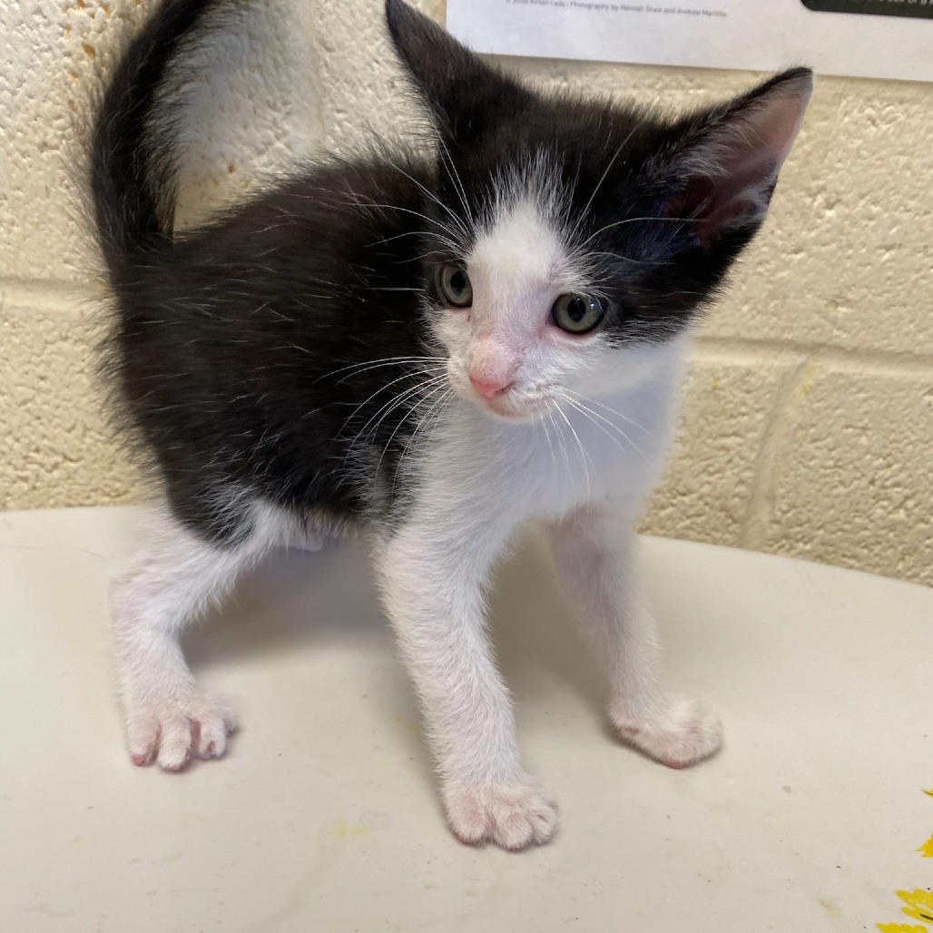 Shelter Stray Male Cat last seen , Memphis, TN 38133