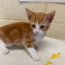 Shelter Stray Male Cat last seen , Memphis, TN 38133