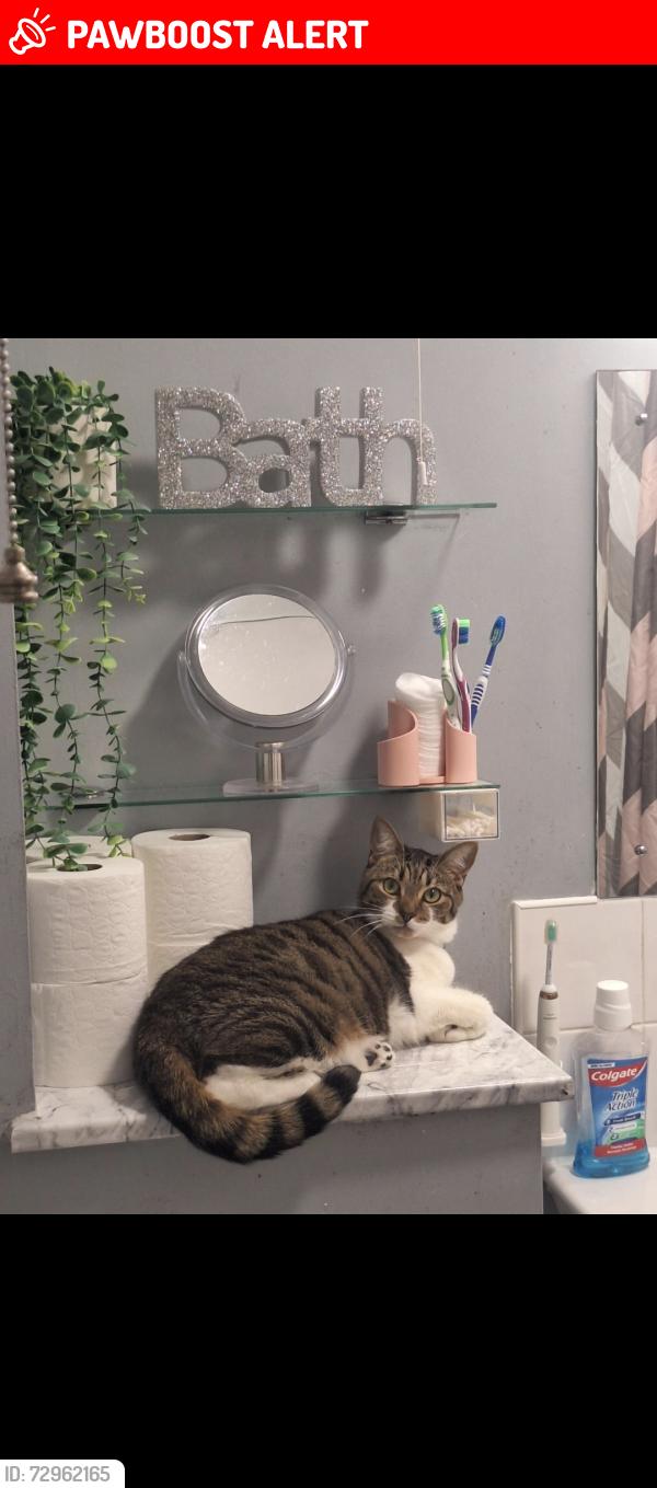 Lost Male Cat last seen hamptons worcester park, Greater London, England KT4 8NF