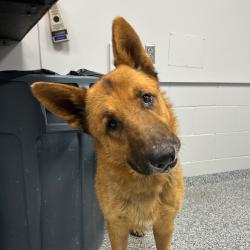 Shelter Stray Male Dog last seen , Greenville, SC 29609