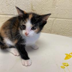 Shelter Stray Female Cat last seen , Memphis, TN 38133