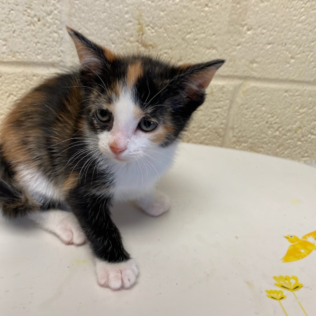 Shelter Stray Female Cat last seen , Memphis, TN 38133