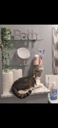Lost Male Cat last seen hamptons worcester park, Greater London, England KT4 8NF