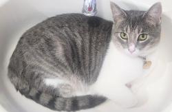 Lost Female Cat last seen Brandon Dr & Center St, Sugar City, ID 83448