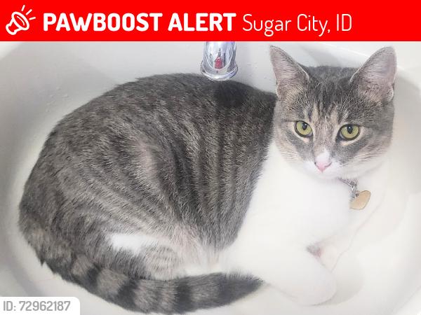 Lost Female Cat last seen Brandon Dr & Center St, Sugar City, ID 83448