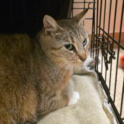 Shelter Stray Female Cat last seen , 54687 Co Rd 19, Bristol, IN 46507, USA