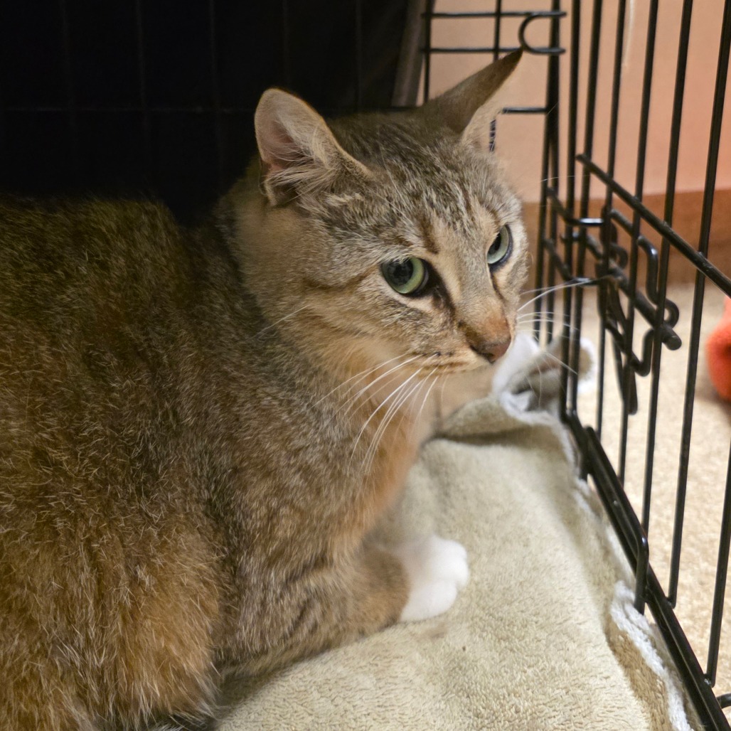 Shelter Stray Female Cat last seen , 54687 Co Rd 19, Bristol, IN 46507, USA