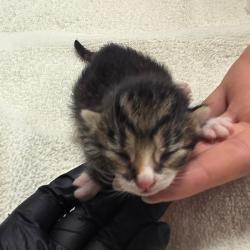 Shelter Stray Female Cat last seen , 54687 Co Rd 19, Bristol, IN 46507, USA