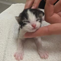 Shelter Stray Female Cat last seen , 54687 Co Rd 19, Bristol, IN 46507, USA