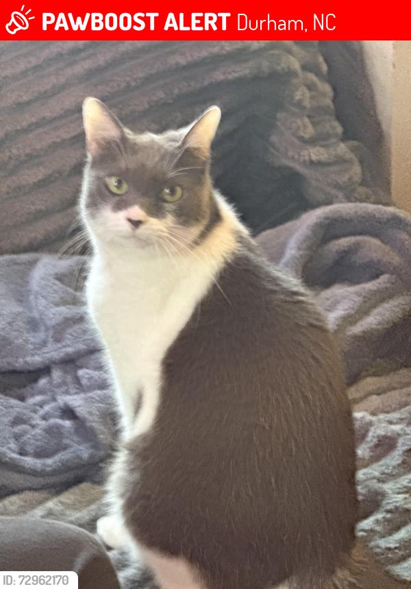 Lost Male Cat last seen Sedgefield st and Englewood ave, Durham, NC 27705