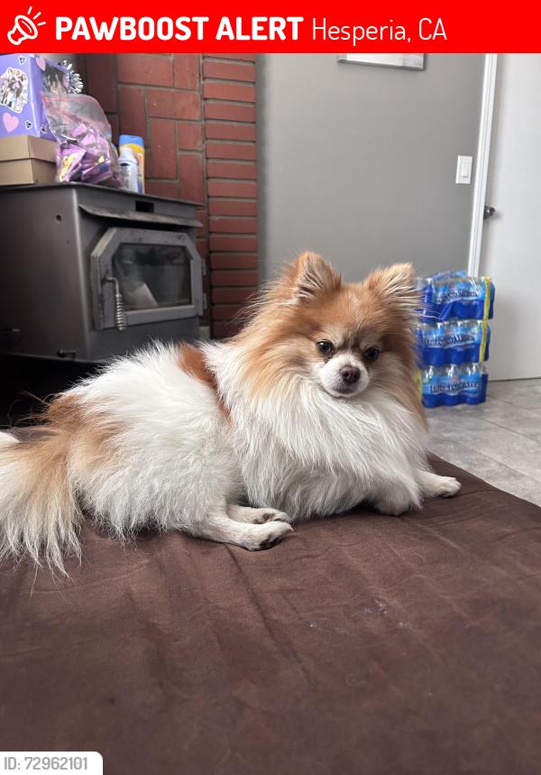 Lost Male Dog last seen 5th ave and mojave, Hesperia, CA 92345