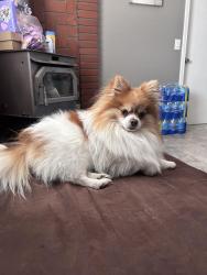 Lost Male Dog last seen 5th ave and mojave, Hesperia, CA 92345