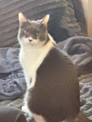 Lost Male Cat last seen Sedgefield st and Englewood ave, Durham, NC 27705