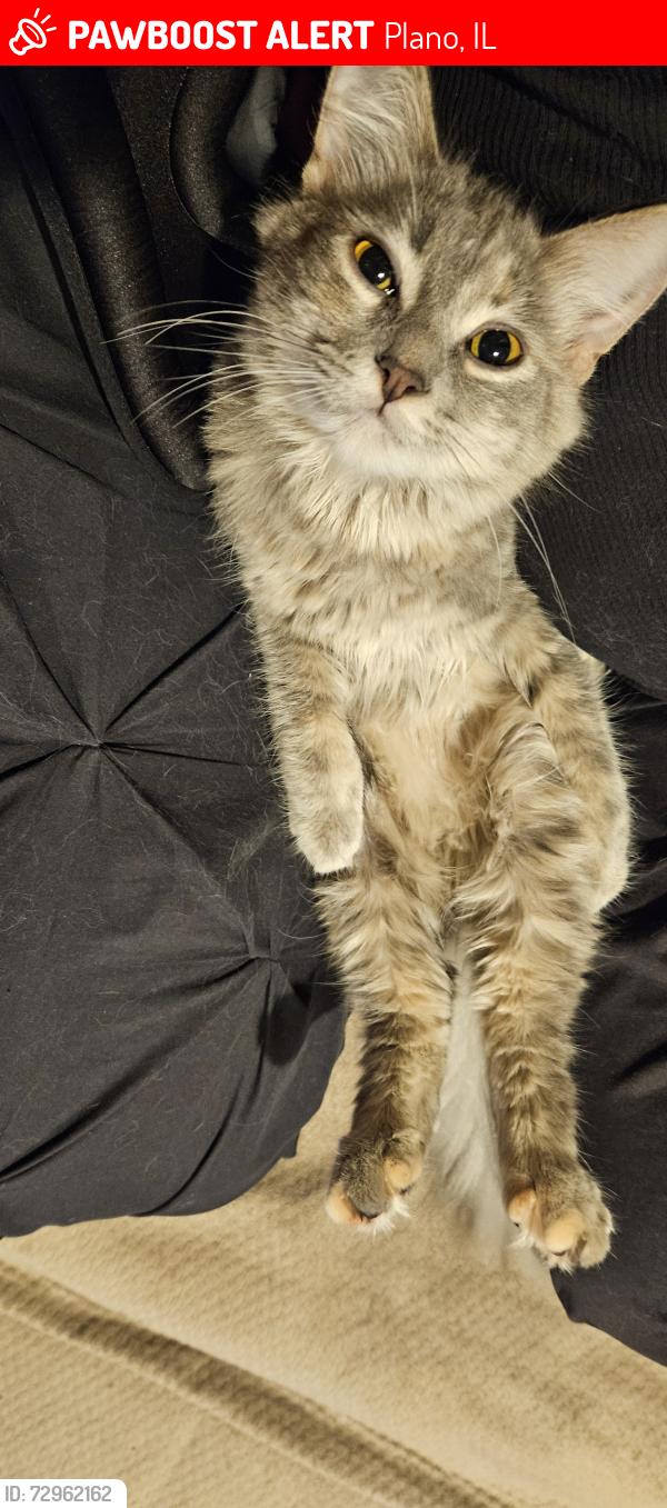 Lost Female Cat last seen E North St and Oak St, Plano, IL 60545