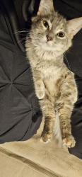Lost Female Cat last seen E North St and Oak St, Plano, IL 60545