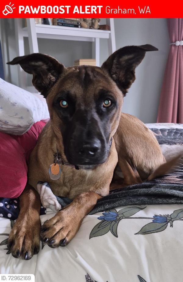 Lost Female Dog last seen Kapowsin Highlands Drive, Graham, WA 98338