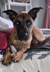 Lost Female Dog last seen Kapowsin Highlands Drive, Graham, WA 98338