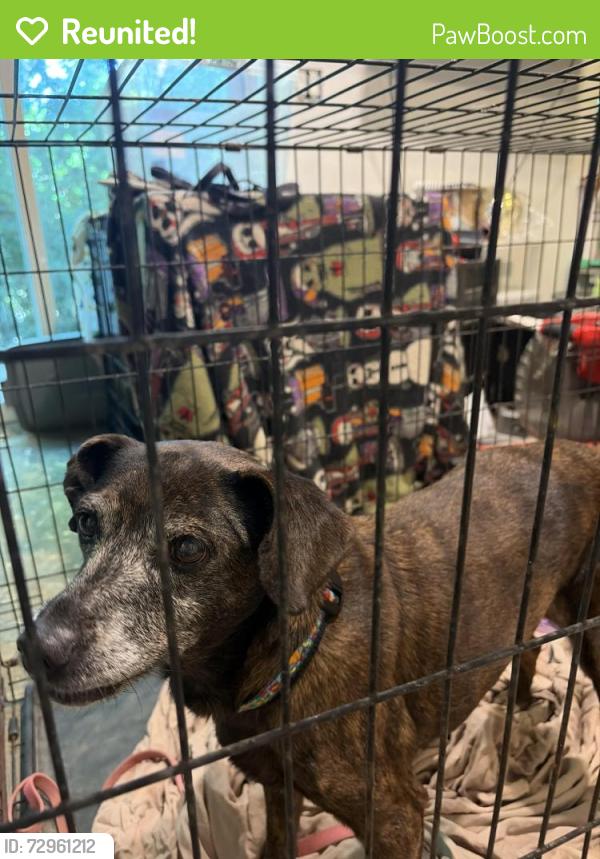 Reunited Female Dog last seen Cloverdale neighborhood , Chattanooga, TN 37343