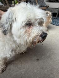 Found/Stray Female Dog last seen Virginia Prkw, McKinney, TX 75069