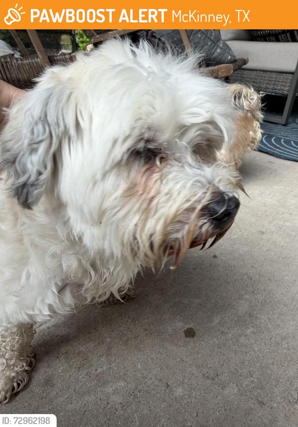 Found/Stray Female Dog last seen Virginia Prkw, McKinney, TX 75069