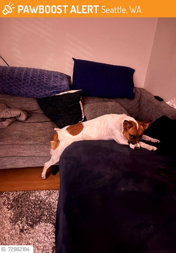 Found/Stray Female Dog last seen Pioneer Square, Seattle, WA 98104