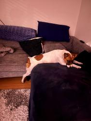 Found/Stray Female Dog last seen Pioneer Square, Seattle, WA 98104