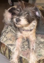 Reunited Female Dog last seen Near Burbank Dr, Baton Rouge, LA 70808