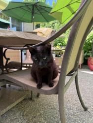 Found/Stray Female Cat last seen 22 mile between Gratiot and Fairchild, Macomb County, MI 48047