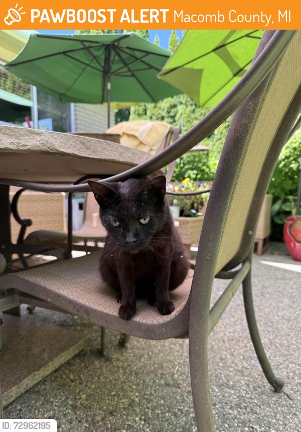 Found/Stray Female Cat last seen 22 mile between Gratiot and Fairchild, Macomb County, MI 48047