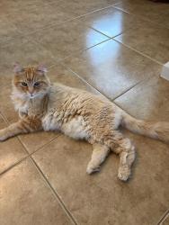 Reunited Male Cat last seen Perth Glen and Clear Corrie ct., Sacramento, CA 95843