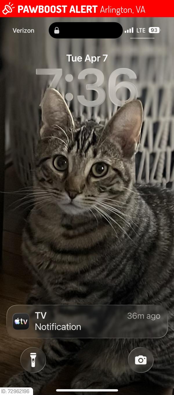 Lost Male Cat last seen N 26th Rd and Greenbrier, Arlington, VA 22207