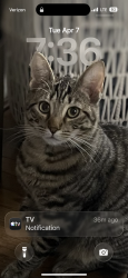 Lost Male Cat last seen N 26th Rd and Greenbrier, Arlington, VA 22207