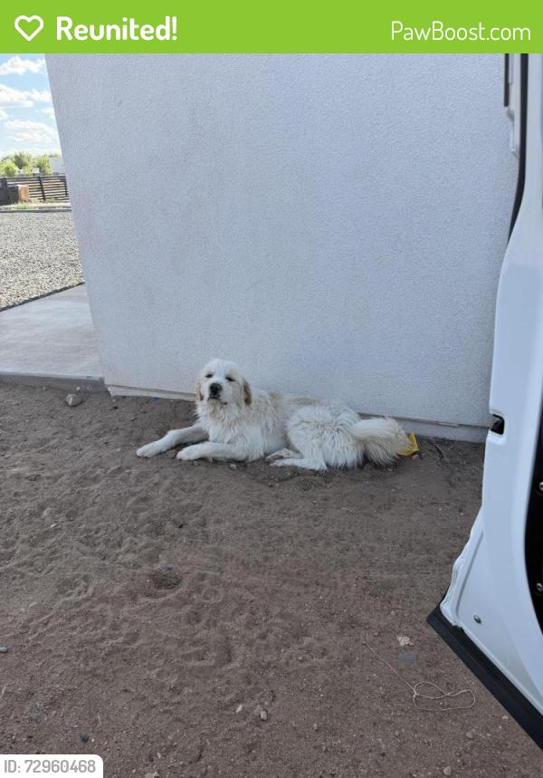 Reunited Male Dog last seen Lucca Ave and Isleta Blvd , Albuquerque, NM 87105