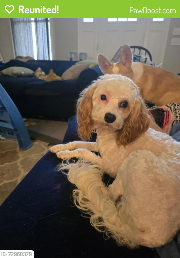 Reunited Female Dog last seen South Jackson, Athens, TN 37303