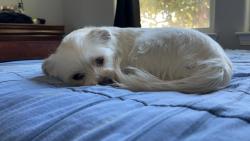 Lost Male Dog last seen Indian school, Albuquerque, NM 87110